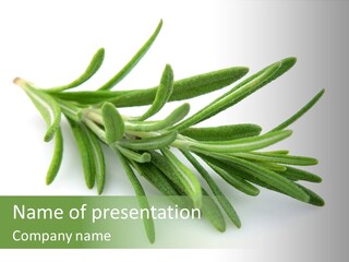 A Bunch Of Green Leaves On A White Background PowerPoint Template
