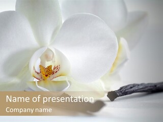 A White Orchid On A White Background Powerpoint Template PowerPoint Template