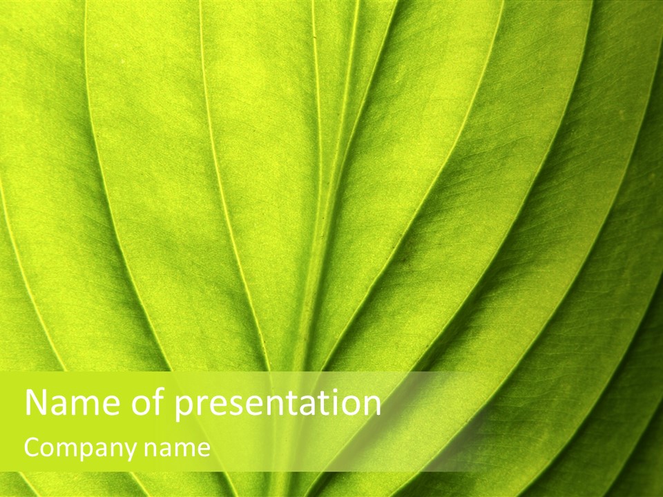 A Green Leaf Powerpoint Presentation PowerPoint Template