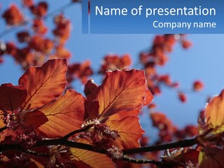 A Tree With Red Leaves And Blue Sky In The Background PowerPoint Template