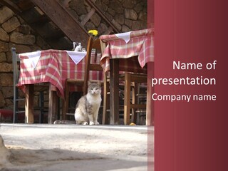 A Cat Sitting On The Ground In Front Of A Table PowerPoint Template