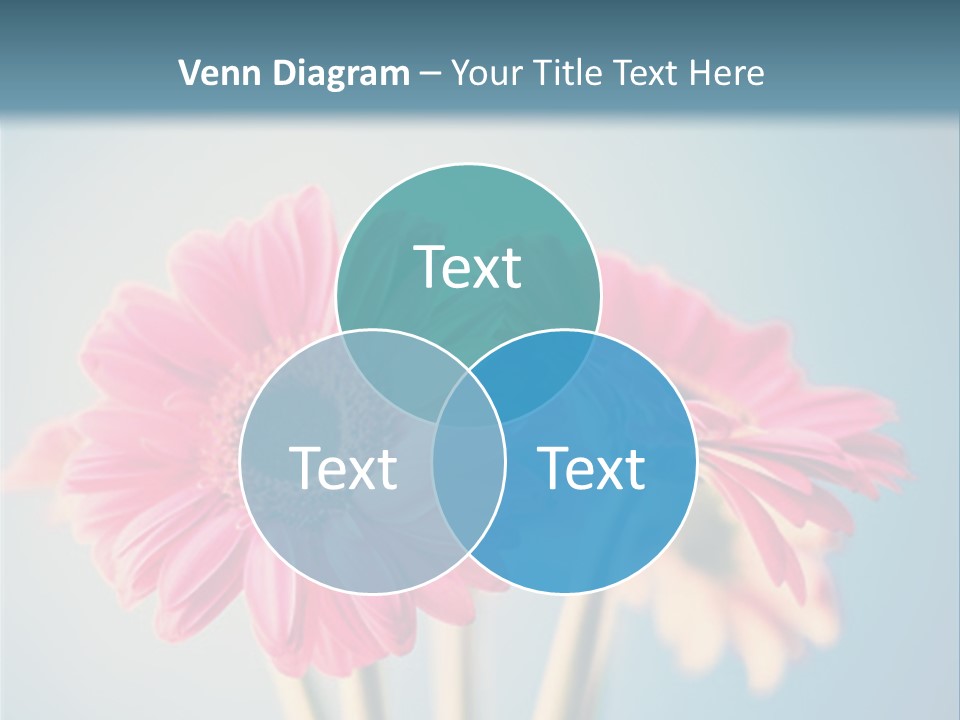 Three Pink Flowers In A Vase On A Blue Background PowerPoint Template