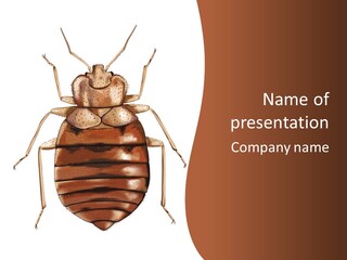 A Bed Bug On A White Background With A Brown Border PowerPoint Template