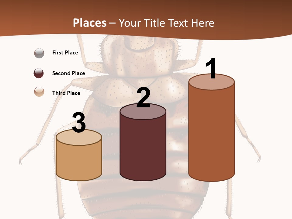 A Bed Bug On A White Background With A Brown Border PowerPoint Template