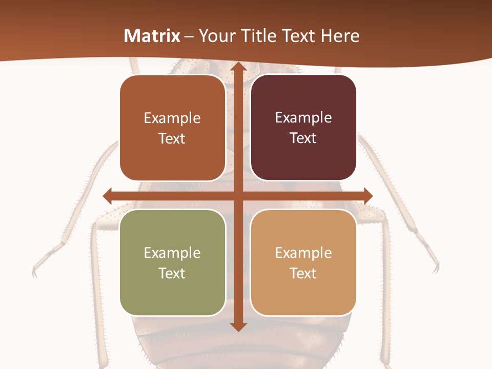 A Bed Bug On A White Background With A Brown Border PowerPoint Template
