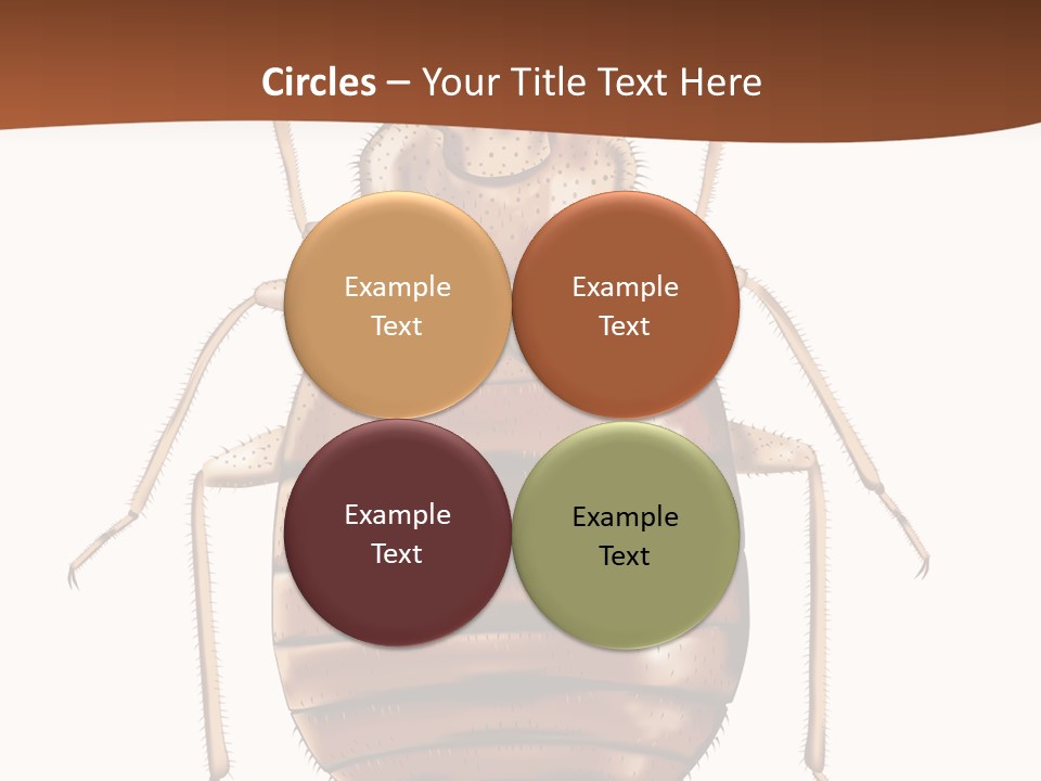 A Bed Bug On A White Background With A Brown Border PowerPoint Template