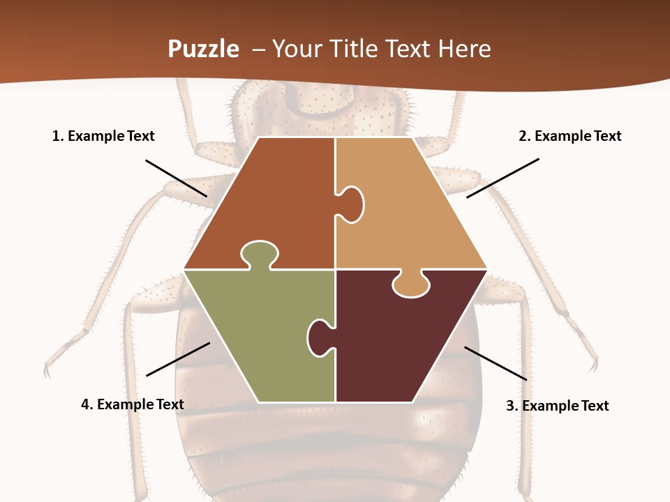 A Bed Bug On A White Background With A Brown Border PowerPoint Template