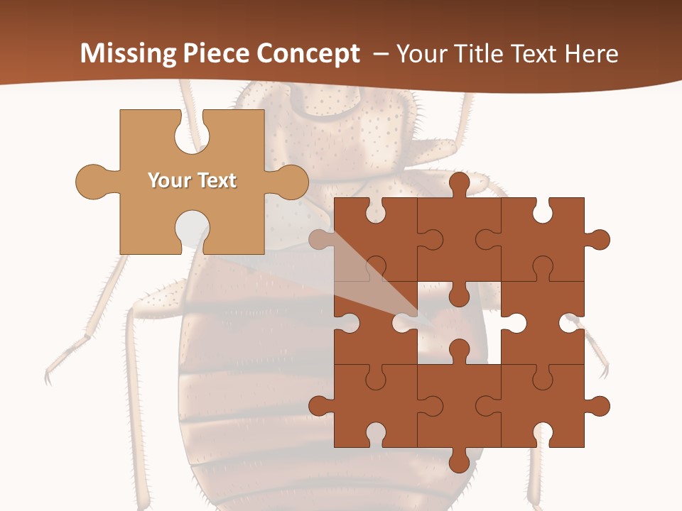 A Bed Bug On A White Background With A Brown Border PowerPoint Template