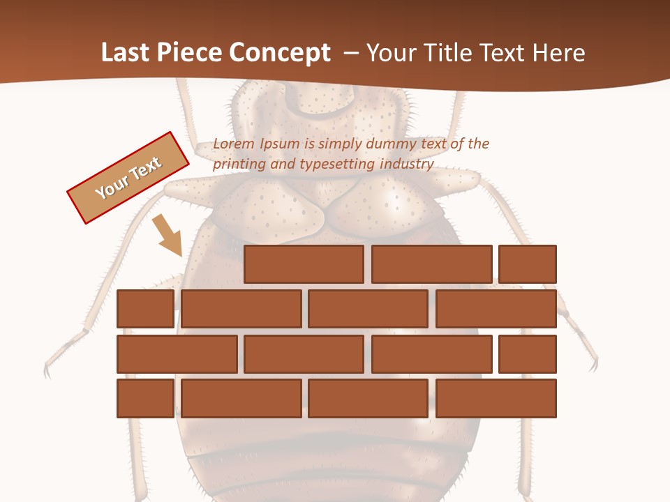 A Bed Bug On A White Background With A Brown Border PowerPoint Template