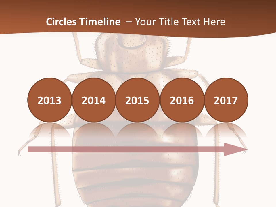 A Bed Bug On A White Background With A Brown Border PowerPoint Template