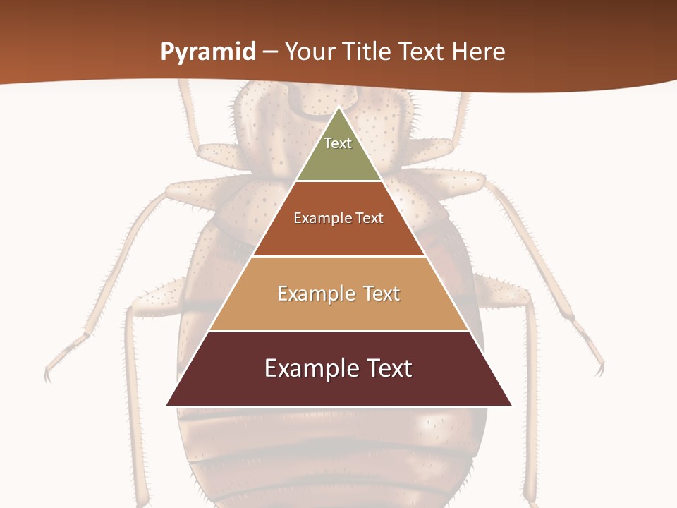 A Bed Bug On A White Background With A Brown Border PowerPoint Template