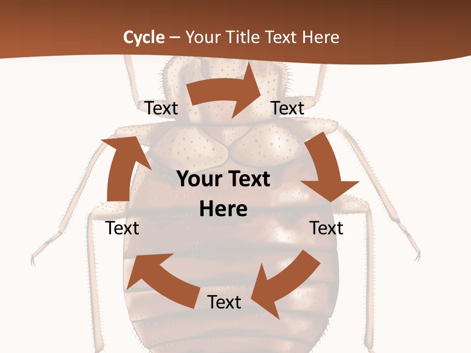 A Bed Bug On A White Background With A Brown Border PowerPoint Template