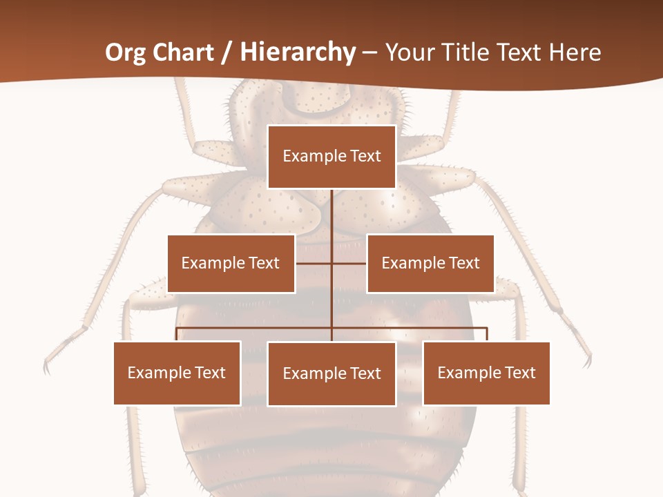 A Bed Bug On A White Background With A Brown Border PowerPoint Template