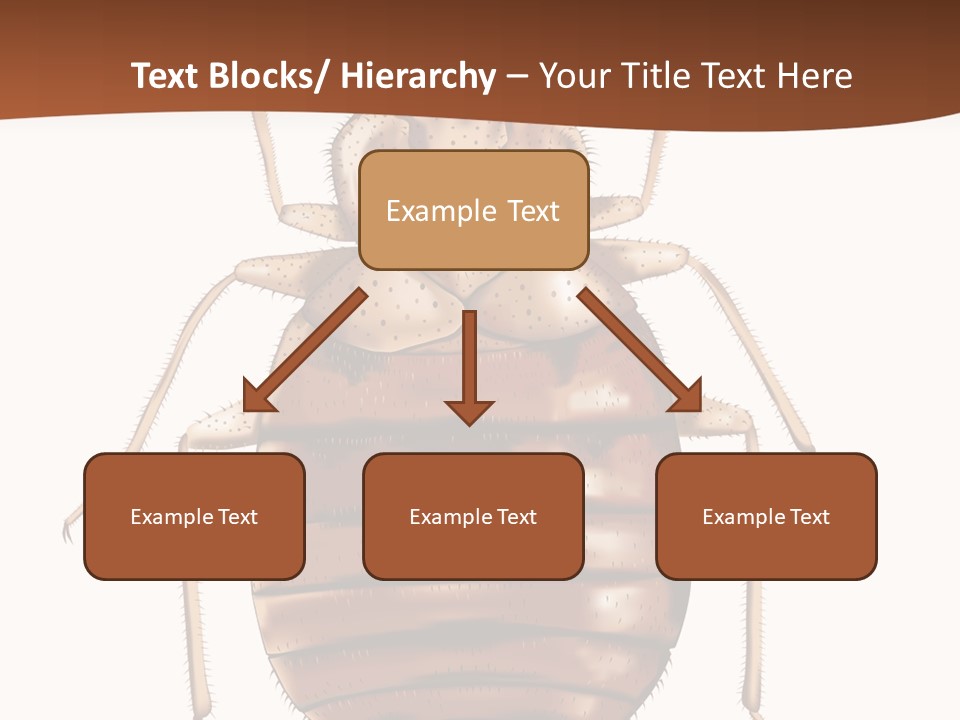 A Bed Bug On A White Background With A Brown Border PowerPoint Template