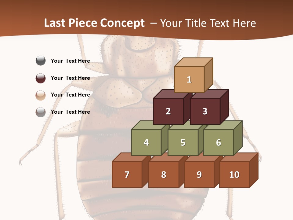 A Bed Bug On A White Background With A Brown Border PowerPoint Template