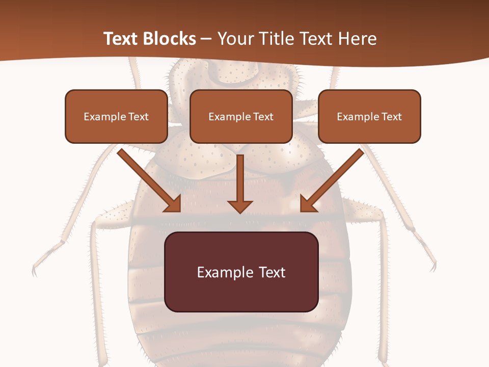 A Bed Bug On A White Background With A Brown Border PowerPoint Template