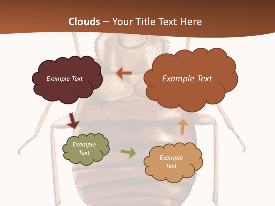 A Bed Bug On A White Background With A Brown Border PowerPoint Template