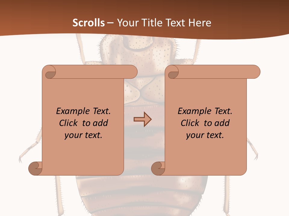 A Bed Bug On A White Background With A Brown Border PowerPoint Template