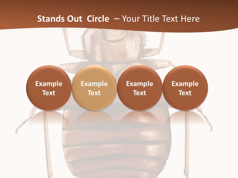 A Bed Bug On A White Background With A Brown Border PowerPoint Template