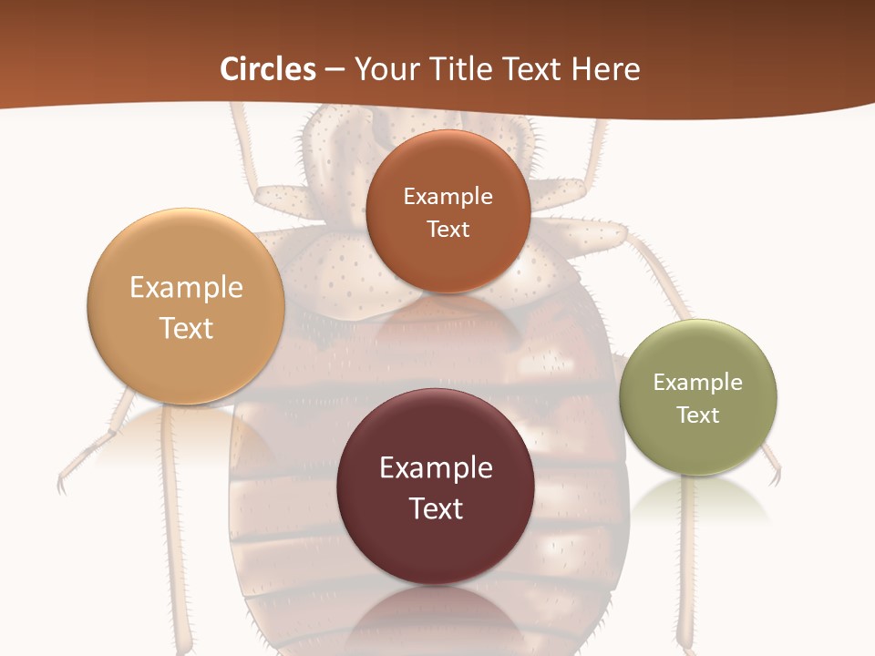 A Bed Bug On A White Background With A Brown Border PowerPoint Template