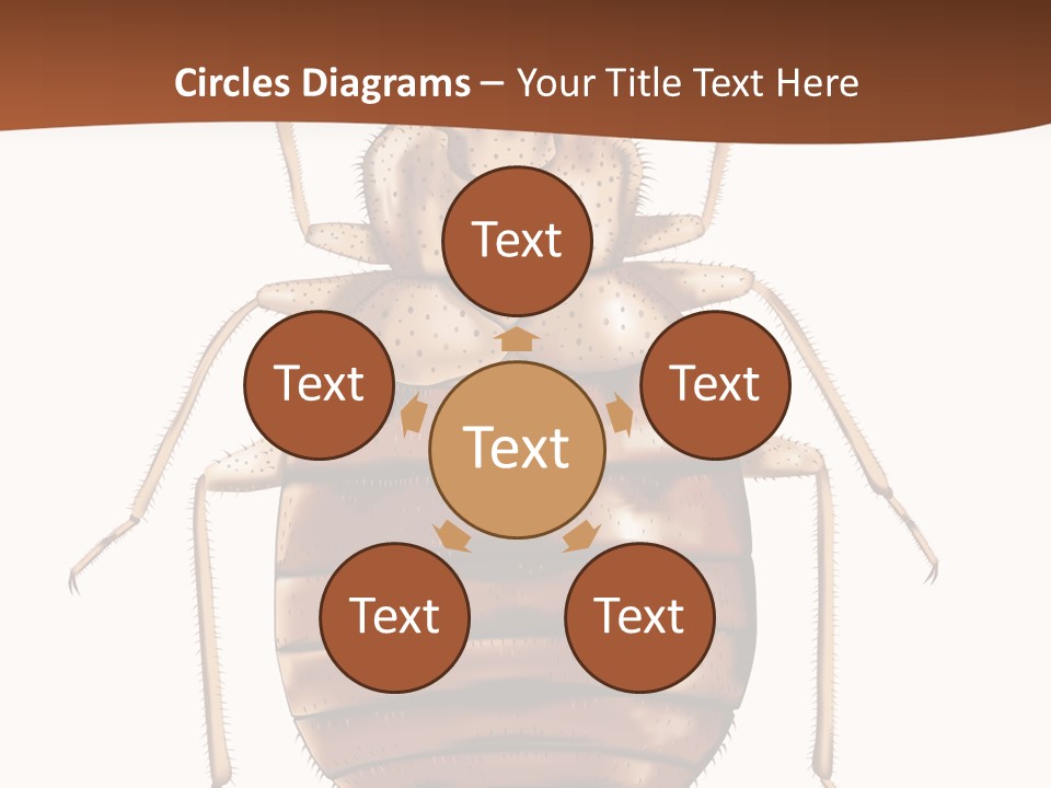 A Bed Bug On A White Background With A Brown Border PowerPoint Template