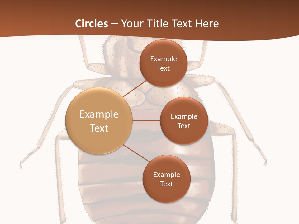 A Bed Bug On A White Background With A Brown Border PowerPoint Template
