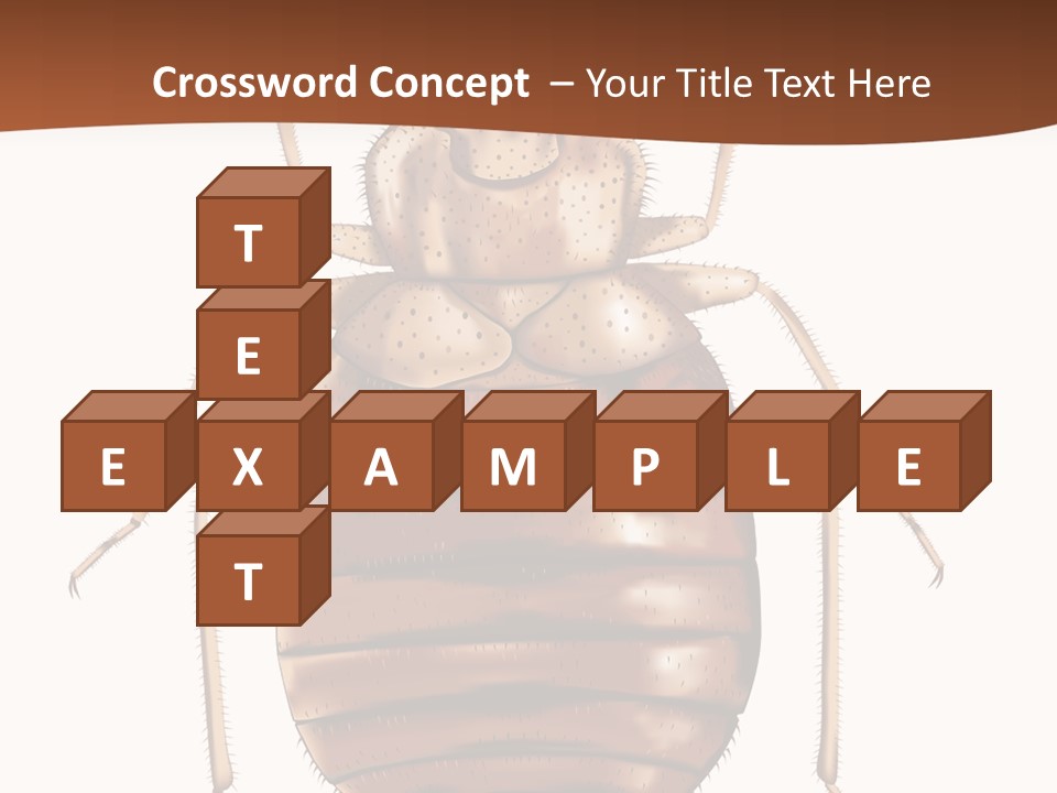 A Bed Bug On A White Background With A Brown Border PowerPoint Template