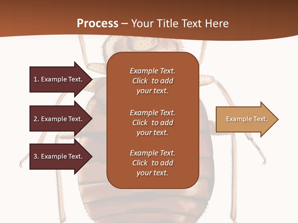 A Bed Bug On A White Background With A Brown Border PowerPoint Template
