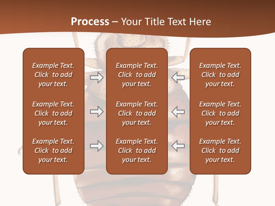 A Bed Bug On A White Background With A Brown Border PowerPoint Template