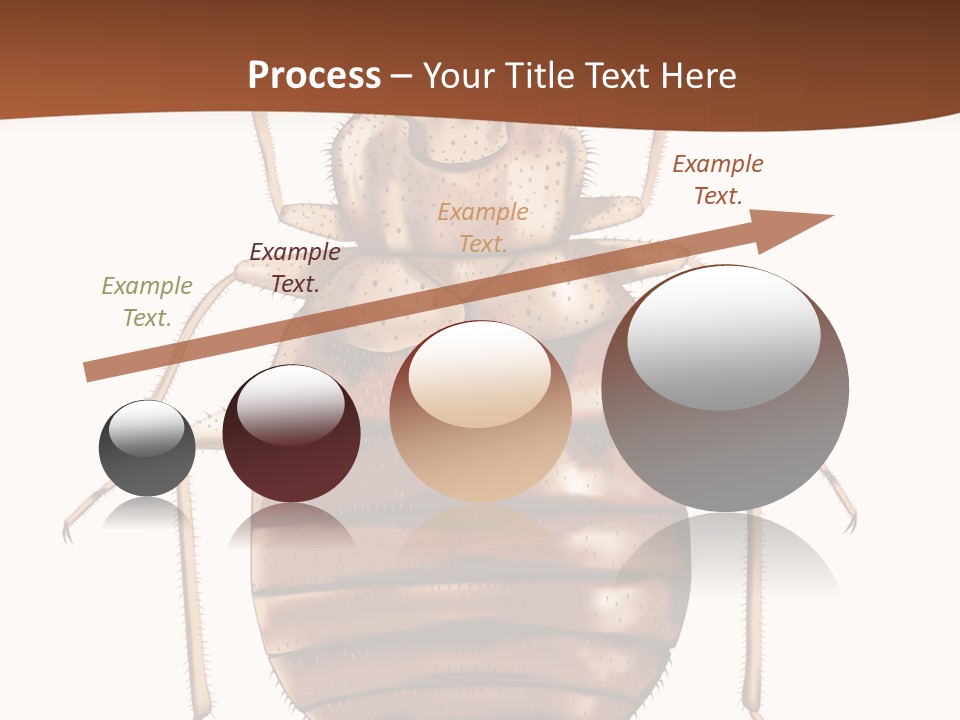 A Bed Bug On A White Background With A Brown Border PowerPoint Template