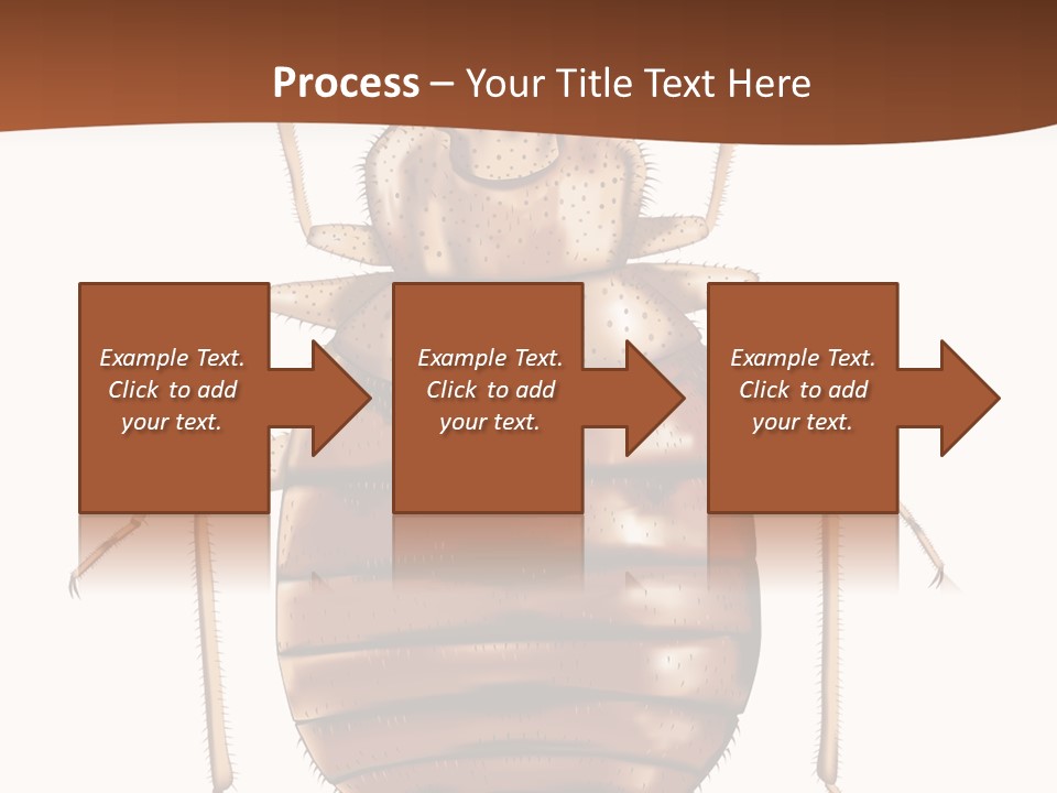 A Bed Bug On A White Background With A Brown Border PowerPoint Template