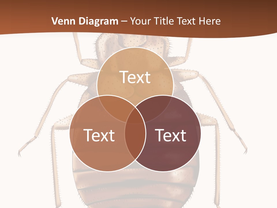 A Bed Bug On A White Background With A Brown Border PowerPoint Template