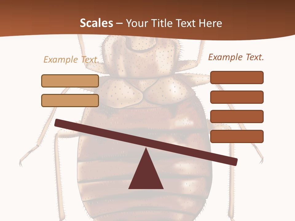 A Bed Bug On A White Background With A Brown Border PowerPoint Template