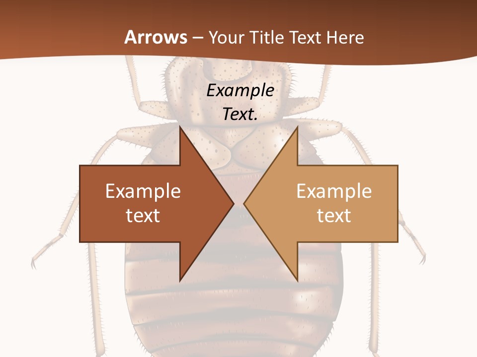 A Bed Bug On A White Background With A Brown Border PowerPoint Template