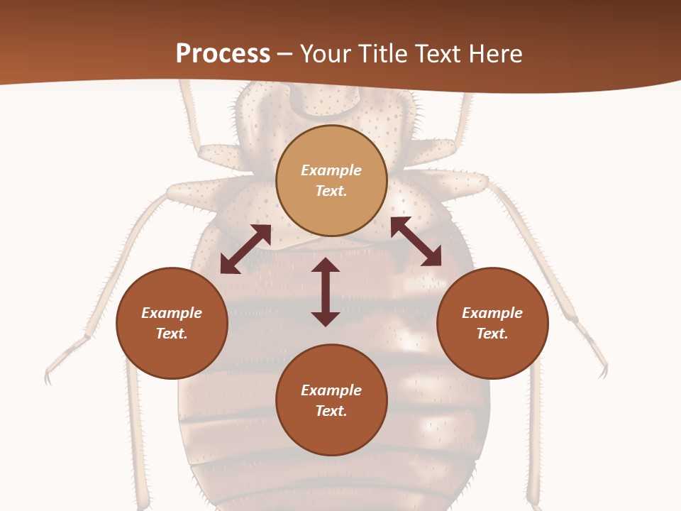 A Bed Bug On A White Background With A Brown Border PowerPoint Template