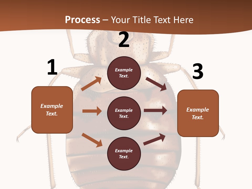 A Bed Bug On A White Background With A Brown Border PowerPoint Template