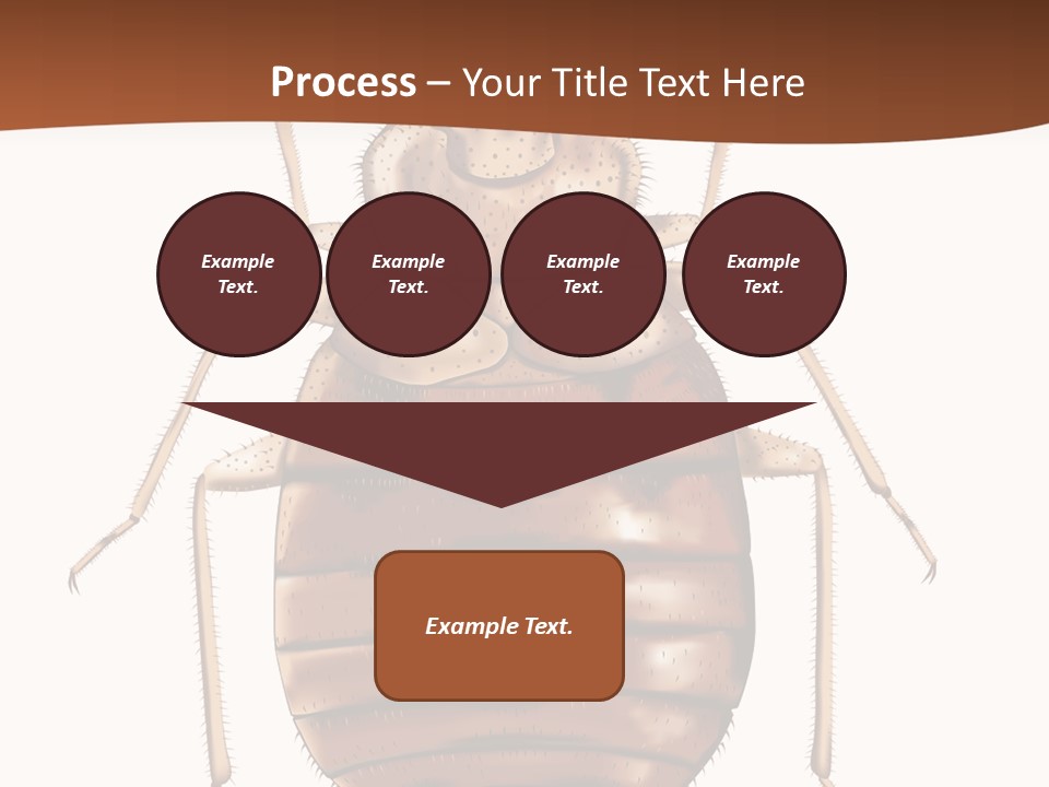 A Bed Bug On A White Background With A Brown Border PowerPoint Template