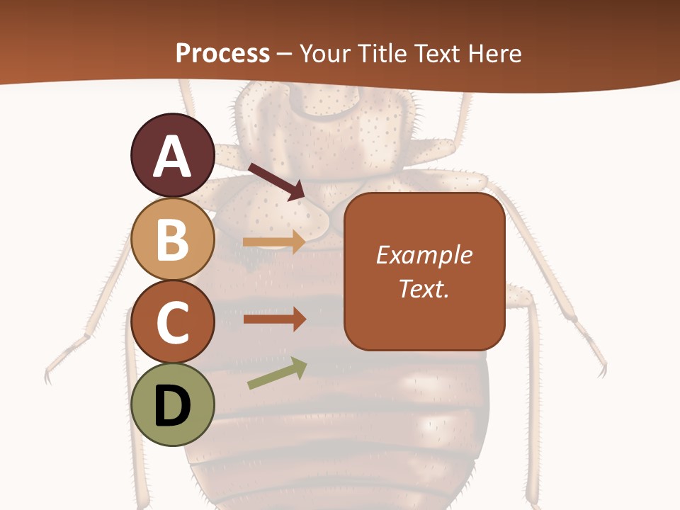 A Bed Bug On A White Background With A Brown Border PowerPoint Template
