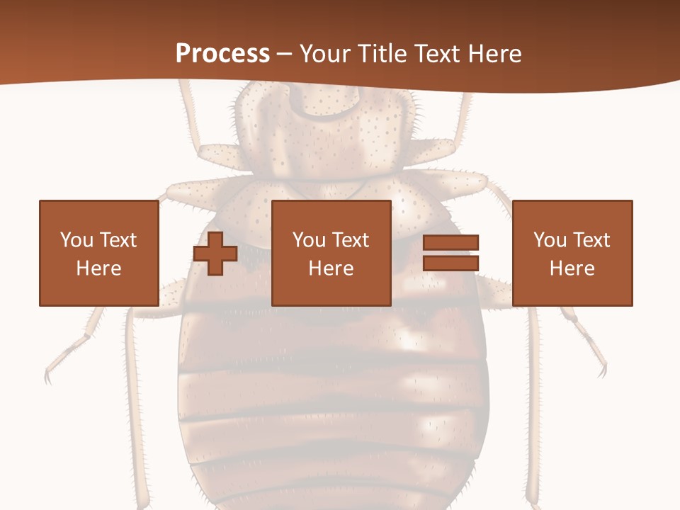 A Bed Bug On A White Background With A Brown Border PowerPoint Template