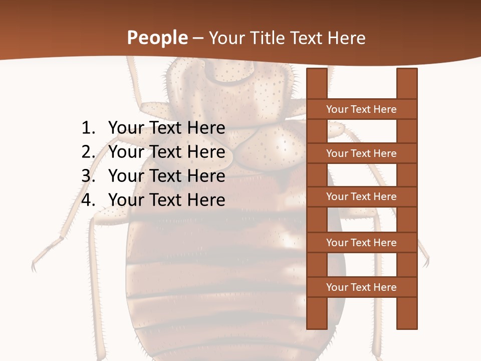 A Bed Bug On A White Background With A Brown Border PowerPoint Template