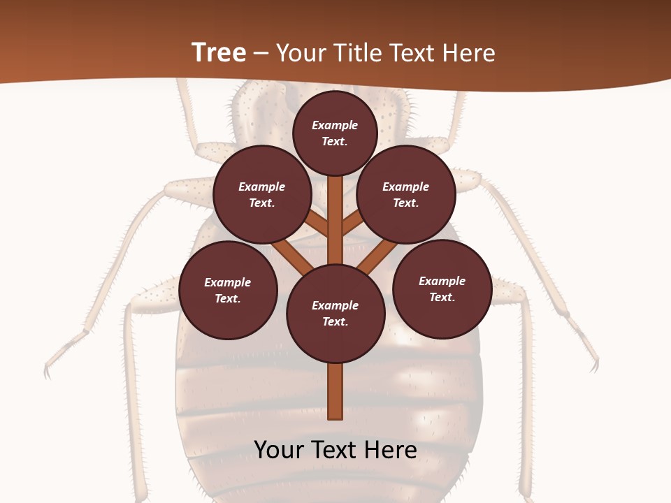 A Bed Bug On A White Background With A Brown Border PowerPoint Template