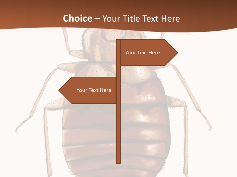 A Bed Bug On A White Background With A Brown Border PowerPoint Template