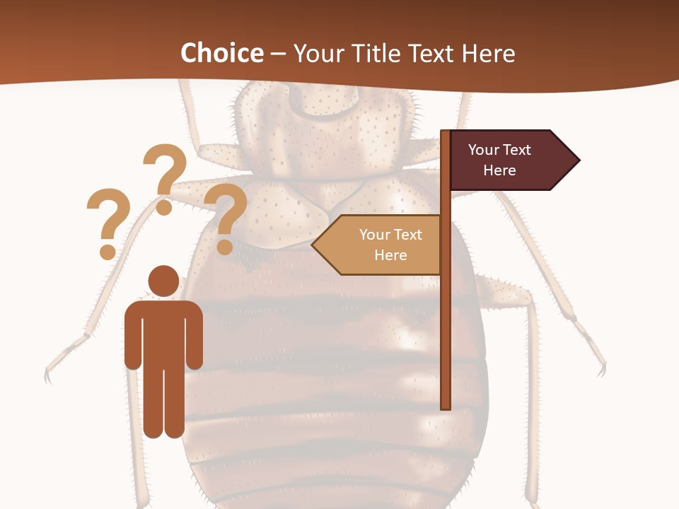 A Bed Bug On A White Background With A Brown Border PowerPoint Template