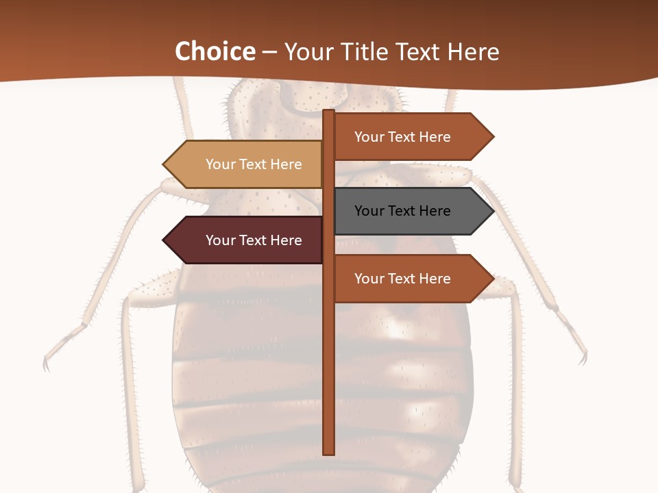 A Bed Bug On A White Background With A Brown Border PowerPoint Template