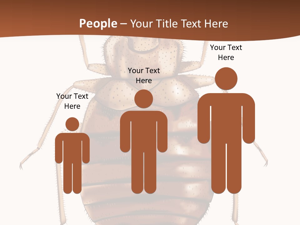 A Bed Bug On A White Background With A Brown Border PowerPoint Template