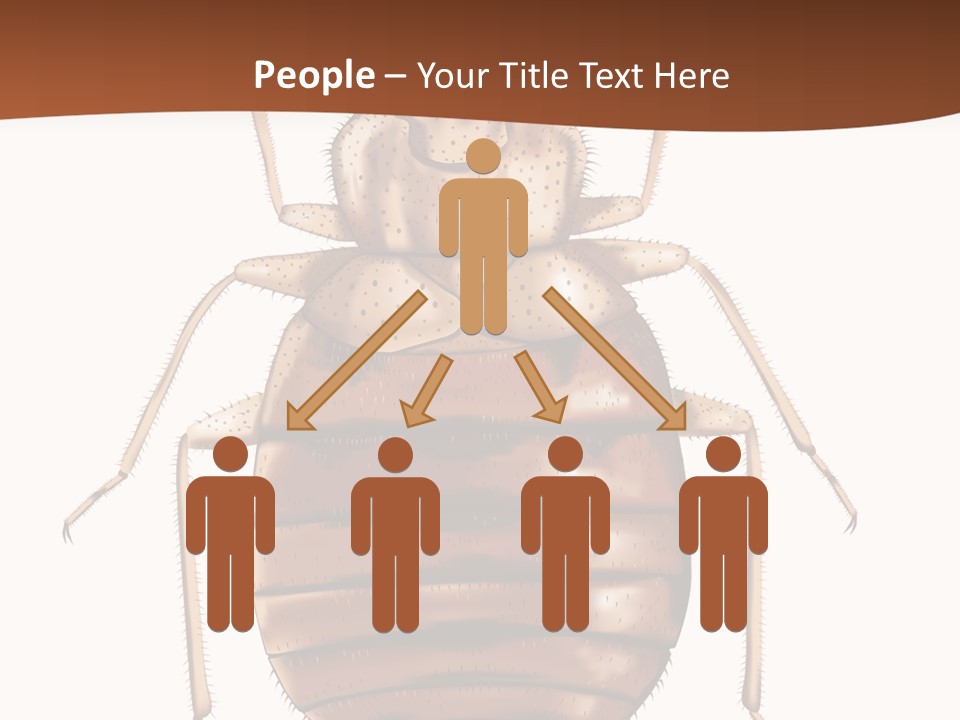 A Bed Bug On A White Background With A Brown Border PowerPoint Template