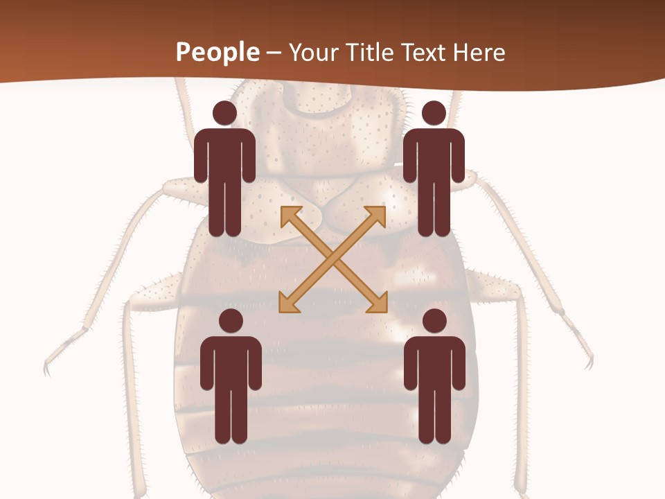 A Bed Bug On A White Background With A Brown Border PowerPoint Template