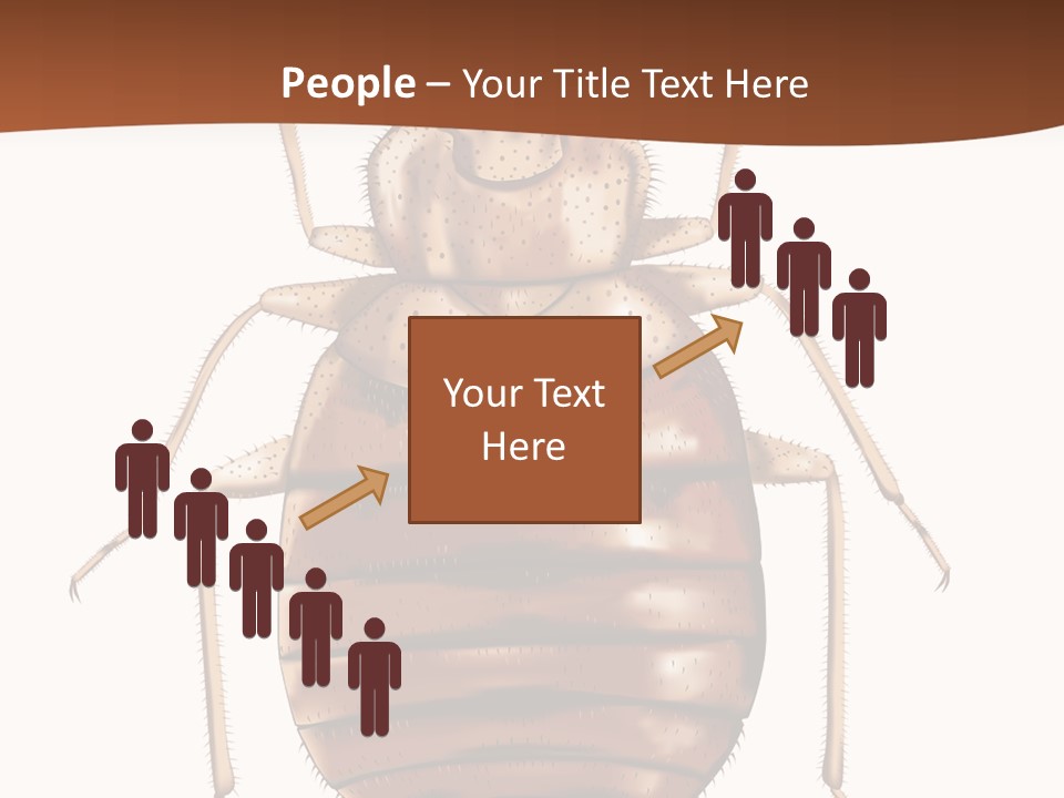 A Bed Bug On A White Background With A Brown Border PowerPoint Template