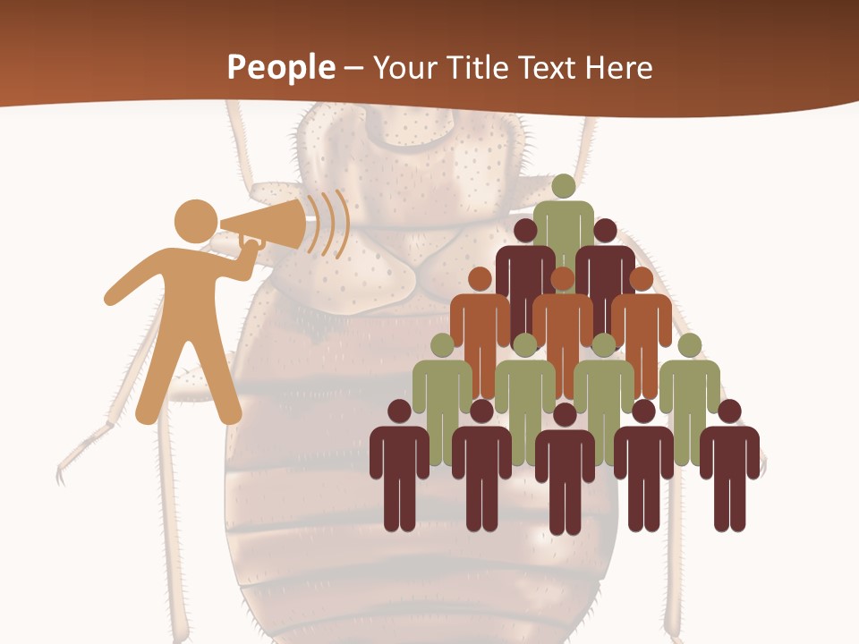 A Bed Bug On A White Background With A Brown Border PowerPoint Template