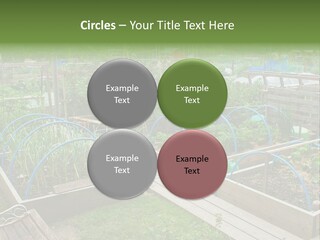 A Garden Filled With Lots Of Green Plants PowerPoint Template